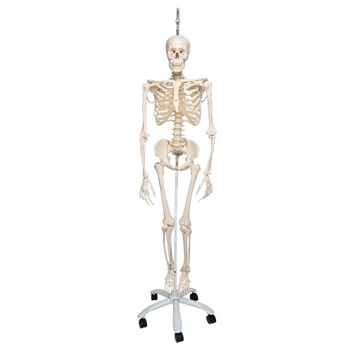 [3B] 생리학적 전신골격모형 A15/3 (192.5cm/10.5kg)