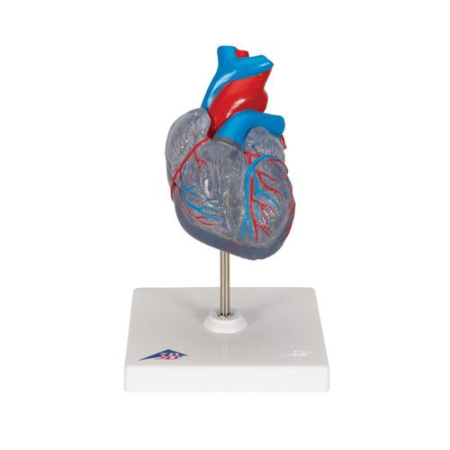 [3B] 자극 전도 시스템이 있는 심장모형 G08/3 (19x12x12cm/0.46kg) Classic Heart with Conducting System, 2 part