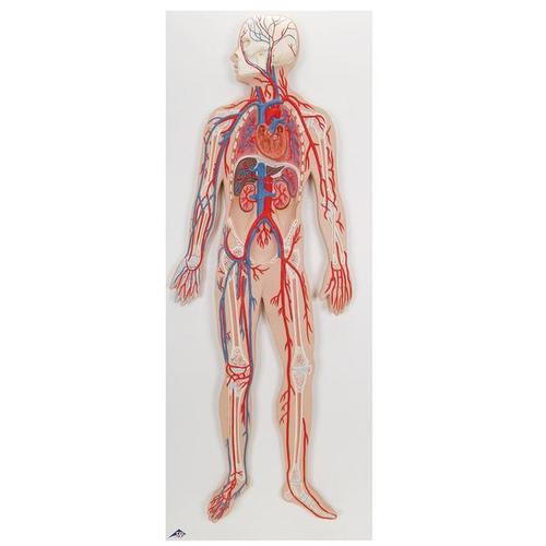 [3B] 혈관계모형 G30 (80x30x6cm/3.4kg) Circulatory System