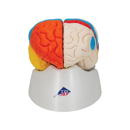 [3B] 8분리 뇌모형(뇌신경) C22 (14 x14x 7.5cm/0.83kg) Neuro-Anatomical Brain, 8 part
