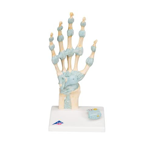 [3B] 손인대 관절모형 M33 (30x14x10cm/0.28kg) Hand Skeleton Model with Ligaments and Carpal Tunnel