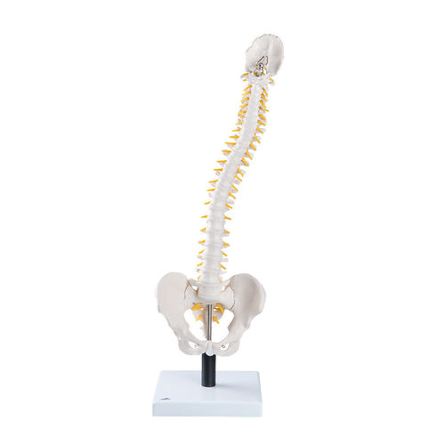 [3B] 척추측만증 디스크모형 VB84 (26x25x90cm/2.52kg) Flexible Spine Model with Soft Intervertebral Discs