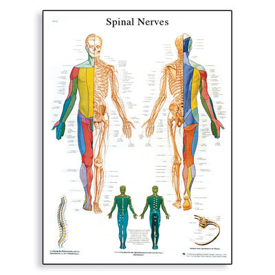 [3B]척추신경차트 VR1621L(코팅) Spinal Nerves Chart /50 x 67 cm