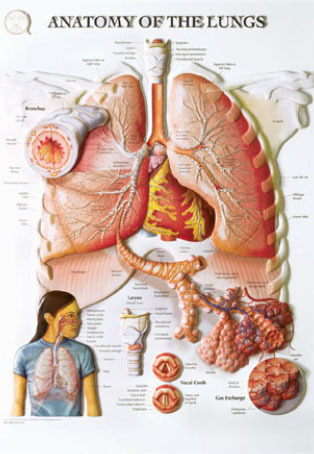 3D해부도(벽걸이)/BS103RR/폐 해부도(ANATOMY OF THE LUNGS)