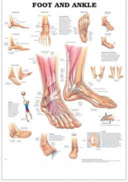 3D해부도(벽걸이)/9795 /발과 발목(FOOT AND ANKLE)