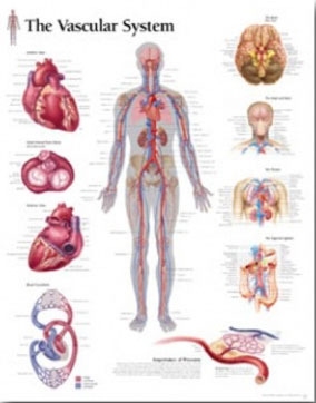 평면해부도 (벽걸이)/ 1600/혈관계차트 The Vascular System/ 사이즈   56cm ⅹ 71cm Paper