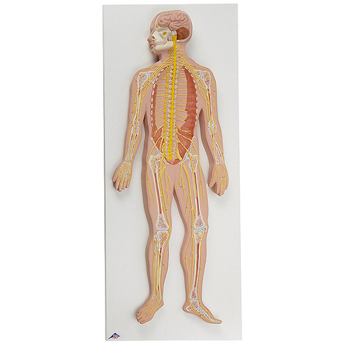 [3B] 신경계모형 C30 (80x33x6cm/3kg) Nervous System, 1/2 life size
