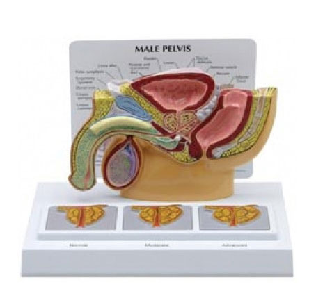 [GPI]남성3D 전립선모형/G3551/남성3D 생식기모형/Male Pelvis with 3D Prostate Frame