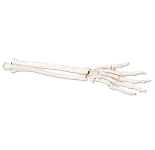 [3B] 손골격모형 A40/3 (Hand Skeleton ulna and radius) 좌우선택