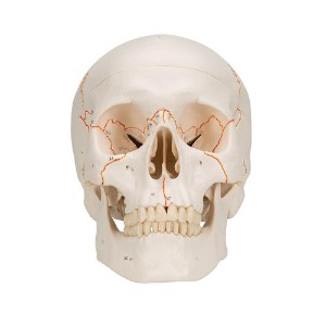 [3B] 숫자기재된 두개골모형 A21 (20x13.5x15.5cm/0.7kg)