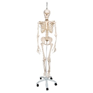 [3B] 생리학적 전신골격모형 A15/3 (192.5cm/10.5kg)