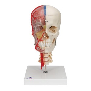 [3B] 뇌와 척추뼈포함 두개골모형 A283 (18x18x34cm/1.7kg)