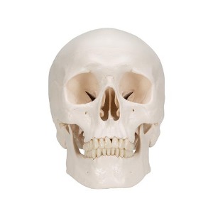 [3B] 3분리두개골모형 A20 (20x13.5x15.5cm,0.8kg)