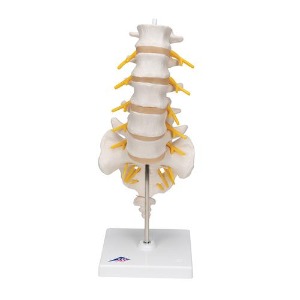 [3B] 요추모형 A74 (34cm/0.74kg) Lumbar Spinal Column