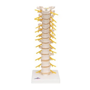 [3B] 흉추모형A73 (32cm/0.6kg) Thoracic Spinal Column