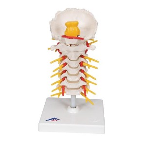[3B] 경추모형 A72 (19cm/0.3kg) Cervical Spinal Column
