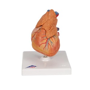 [3B] 흉선이있는 심장모형 G08/1 (20x12x12cm/0.48kg) Classic Heart with Thymus, 3 part