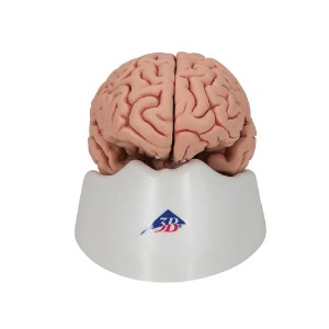 [3B] 5파트 기본형 뇌모형 C18 (13x14x17.5cm/0.66kg) Classic Brain, 5 part