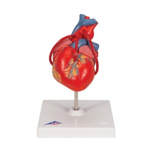 [3B] 2파트 관상동맥 우회술 심장모형 G05 (19x12x12cm/0.31kg)