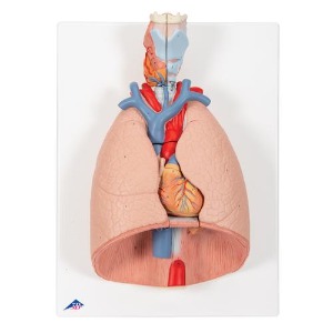 [3B] 7분리 호흡기계모형 G15 (41x31x12cm/1.85kg) Lung Model with larynx, 7 part