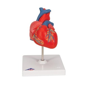 [3B] 2파트 기본형심장모형 G08 (19x12x12cm/0.5kg) Classic Heart, 2 part