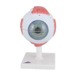 [3B] 6분리 안구모형 F10 (13x14x21cm/0.74kg) Eye, 5 times full-size, 6 part