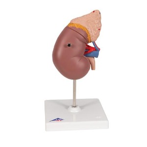[3B] 2파트 신장모형 K12 (20x12x12cm/0.47kg) Kidney with Adrenal Gland