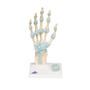 [3B] 손인대 관절모형 M33 (30x14x10cm/0.28kg) Hand Skeleton Model with Ligaments and Carpal Tunnel