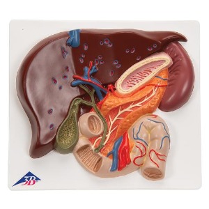[3B] 간,담남,췌장,십이지장 모형 VE315 (4x20x18cm/0.48kg) Liver with Gall Bladder, Pancreas and Duodenum