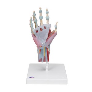 [3B] 근육인대 손골격모형 M33/1 (33x18x18cm/0.56kg) Hand Skeleton Model with Ligaments and Muscles