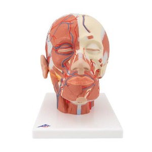 [3B] 혈관포함 얼굴근육모형 VB128 (24x18x24cm/0.92kg)