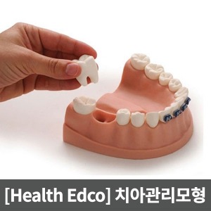 [매장출고] 치아관리모형 -치아 탈부착 가능 ▶ Dental Health Model 교육모형 인체모형