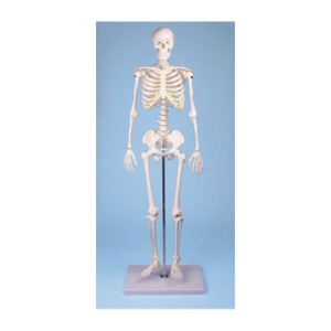 [3B] 전신골격모형 ▶ 3032 기본골격모형 해부학모형 교육용모형 인체모형