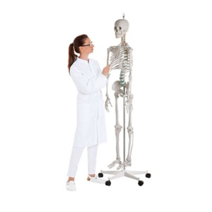 [SY] 전신골격모형 2960 ▶ 기본골격모형 해부학모형 교육용모형 인체모형
