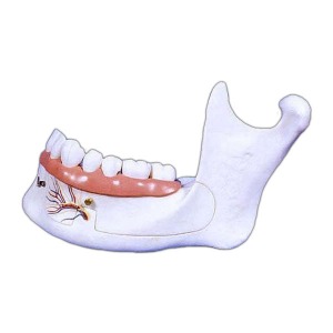 6분리 3배확대 18세 아래턱뼈 모형 (EBK3-318) 하악골 치아뿌리 인체모형