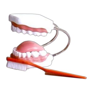 3배확대 치아모형+대형칫솔 모형 (EBK3-563) 칫솔교육용 모형 양치질교육 치아구조