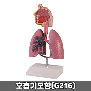 [SY] 호흡기모형 G216