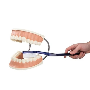 [3B] 교육용 대형치아관리모형  D16(18x23x12cm/0.84kg 칫솔포함제품)  Giant Dental Care Model