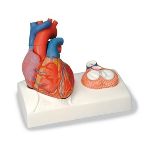 [3B] 5파트 심장모형 G01 (25x21x13cm/1.3kg) Heart Model