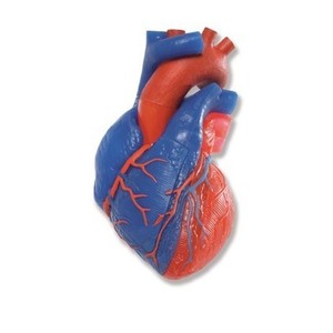 [3B] 5파트 해부학적 심장모형 G01/1 (13x19cm/0.73kg) Heart Model