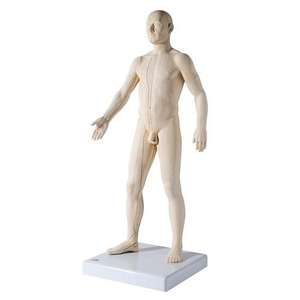 [3B] 침술실습 남성전신모형 N30 (71x26x26cm/3kg) Acupuncture Model, male