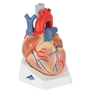 [3B] 심장 수평분할 구조모형 VD253 (20x15x17cm/1.17kg)
