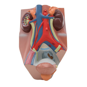 [3B] 남성 신장구조모형 콩팥모형 VF325 (10x18x26cm/0.84kg) Male Urinary System Model