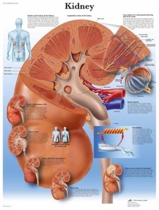 [3B] 신장차트 VR1515L(코팅) Kidney Chart /50 x 67 cm
