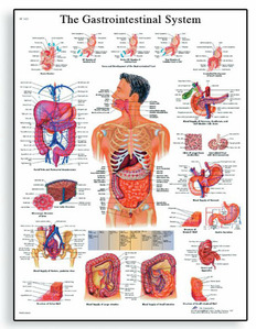 [독일3B] 소화기차트 The Gastrointestinal System Chart VR1422L(코팅) 인체해부도