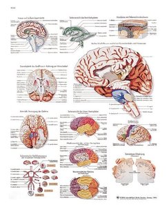 [독일3B] 뇌차트 Human Brain Chart VR1615L(코팅) 인체해부도
