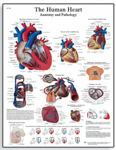 [독일3B] 심장차트 해부와 생리학 순환계차트 The Human Heart Chart - Anatomy and Physiology VR1334L(코팅) 인체해부도 [1001524]