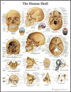 [독일3B] 두개골차트 Human Skull Chart VR1131L(코팅) 인체해부도