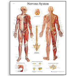 [독일3B] 신경계차트 Nervous System Chart VR1620L(코팅) 인체해부도