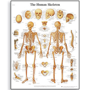 [독일3B] 인체 뼈차트 Human Skeleton Chart VR1113L(코팅) 인체해부도